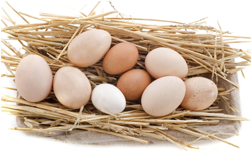 Free-Range Eggs