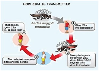 Zika virus