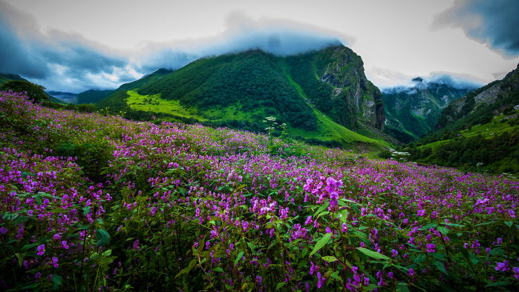 Valley of Flowers