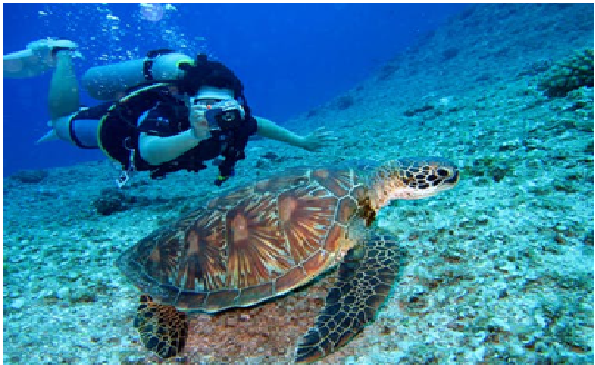 1. Try Diving At Padang Bai