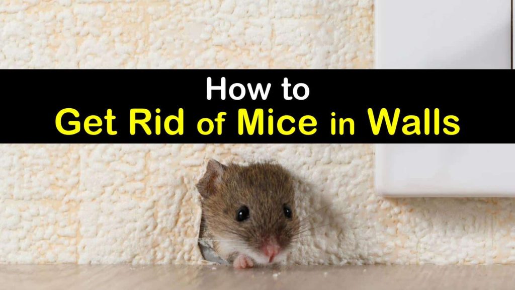 Rid of Mice In Walls