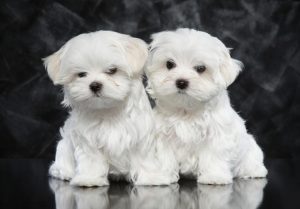 Puppies For Sale Australia