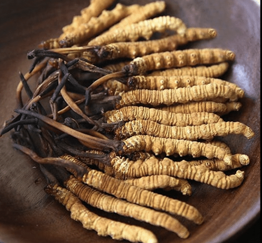 Cordyceps herbs