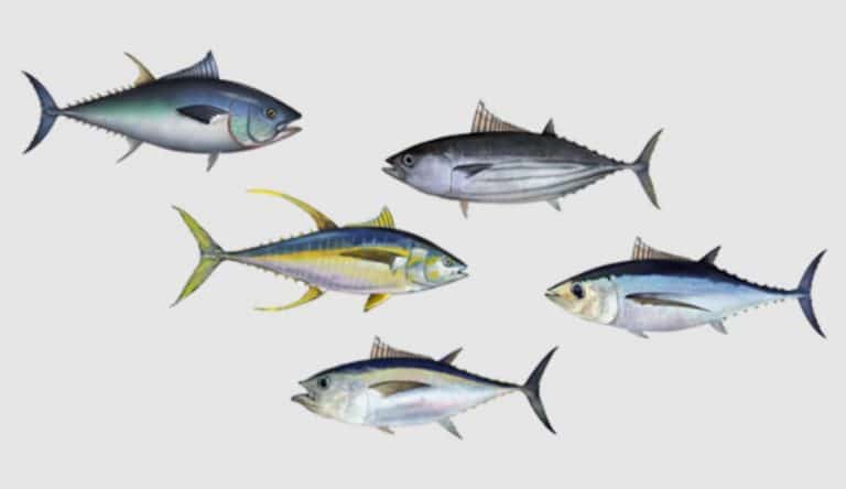 Marathi Name Of Tuna Fish